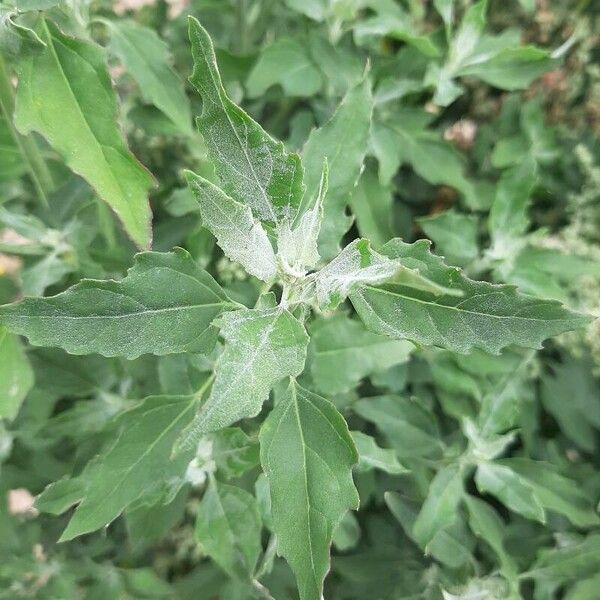 Chenopodium quinoa Leaf