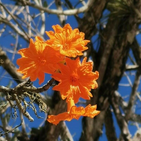 Cordia dodecandra Kvet