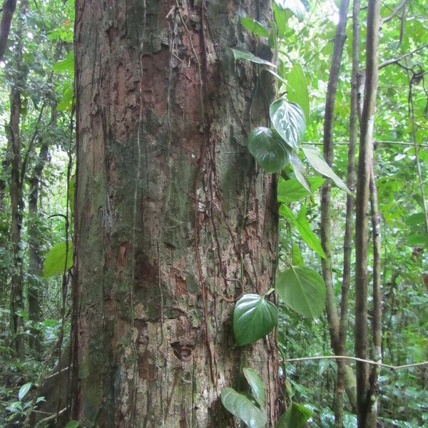 Minquartia guianensis 形态