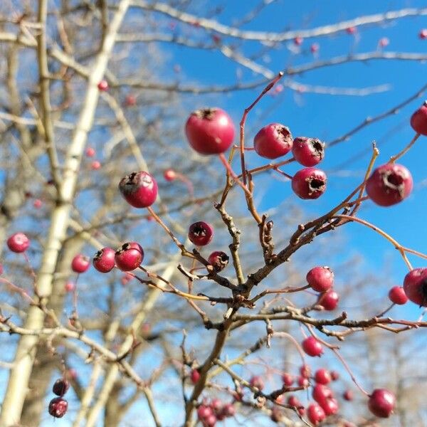 Crataegus laciniata Fruit