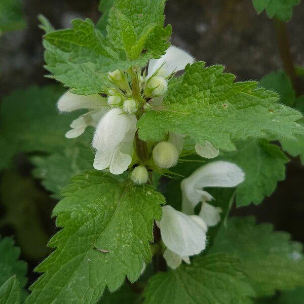 Lamium album Flower