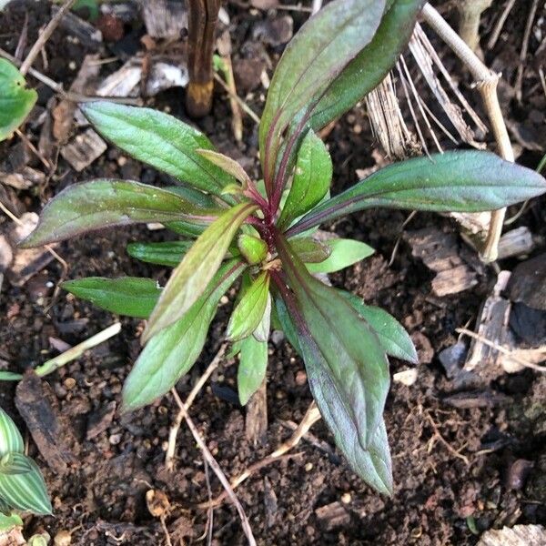 Ayapana triplinervis Leaf