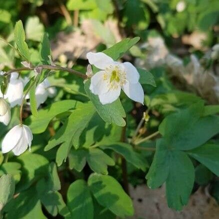 Isopyrum thalictroides Flor