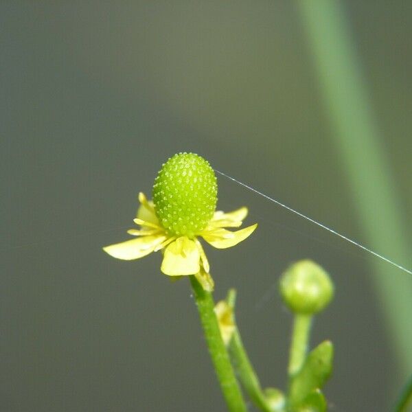 Ranunculus sceleratus Flor