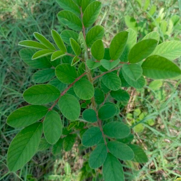 Indigofera hirsuta ഇല