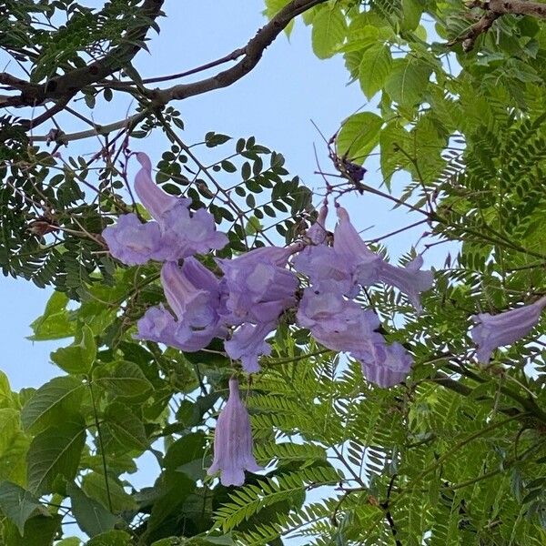 Jacaranda mimosifolia ফুল