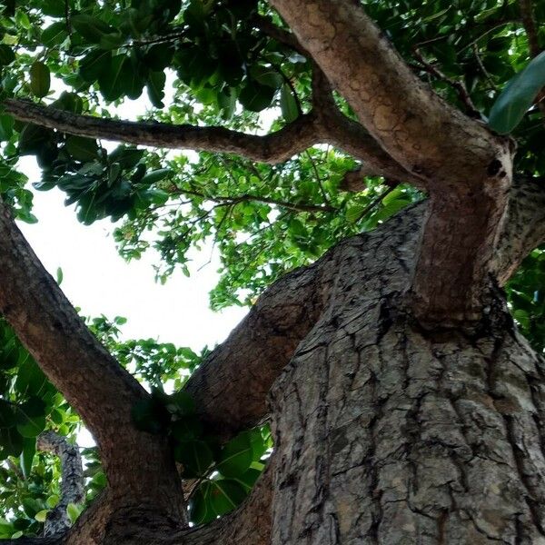 Terminalia catappa Bark