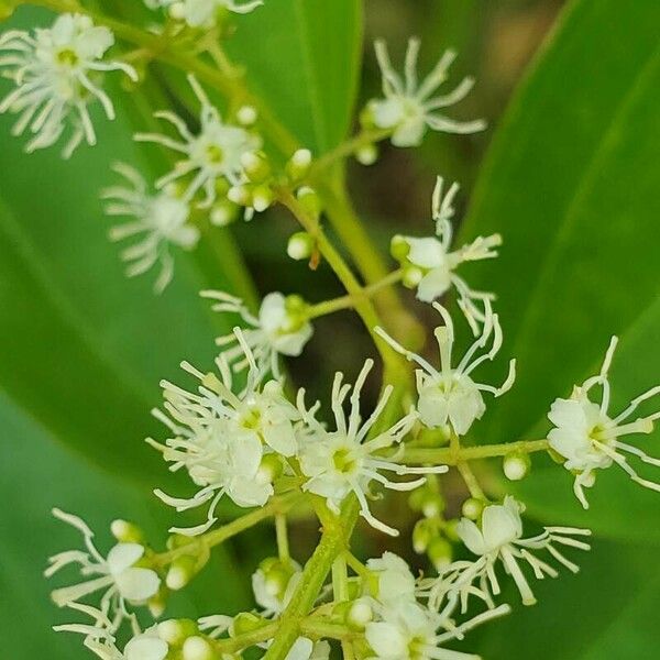 Miconia minutiflora Květ