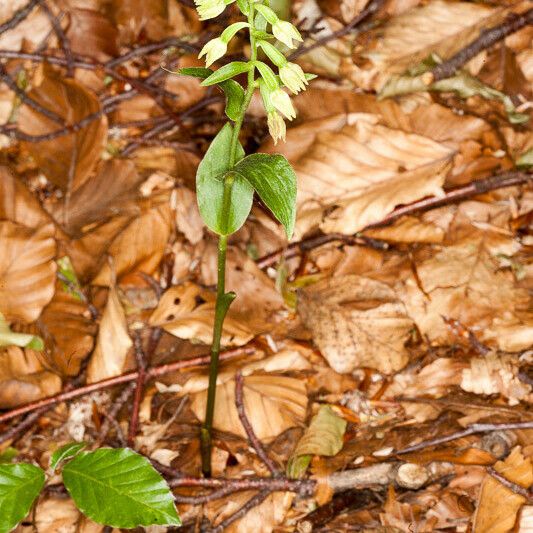 Epipactis leptochila Alkat (teljes növény)