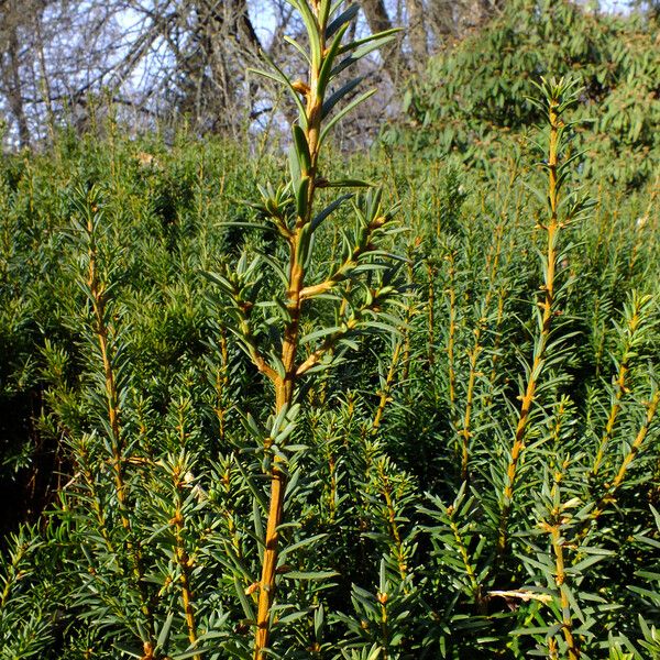 Taxus cuspidata 葉