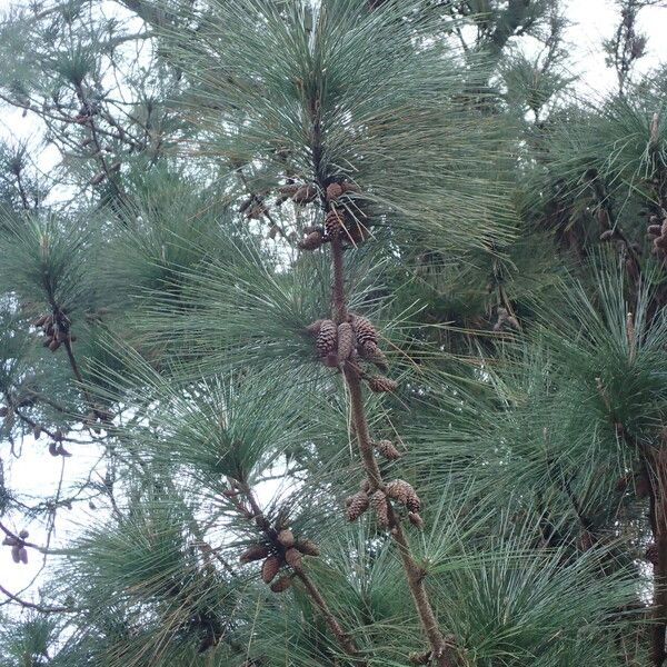 Pinus caribaea Máis