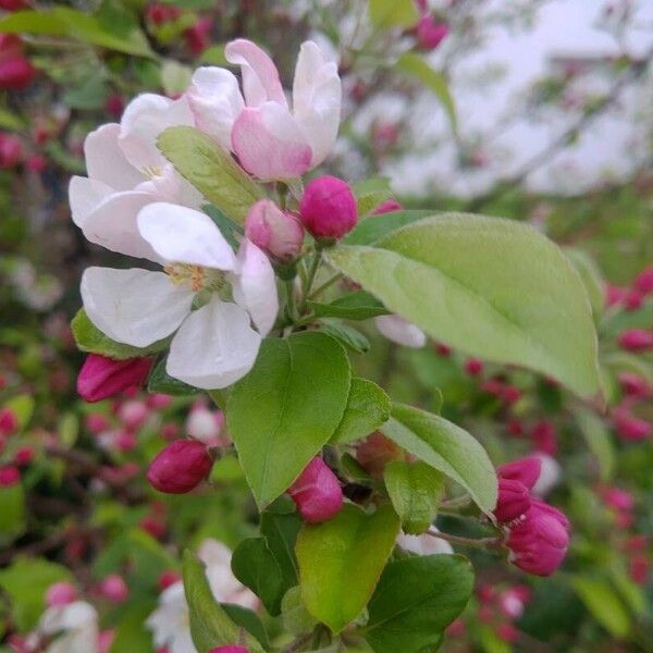 Malus sylvestris Flor