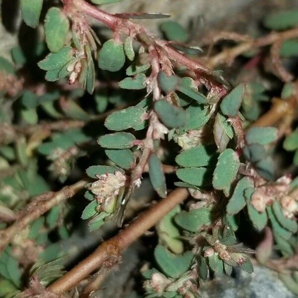 Euphorbia prostrata Лист