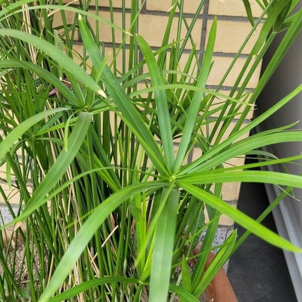 Cyperus alternifolius 葉