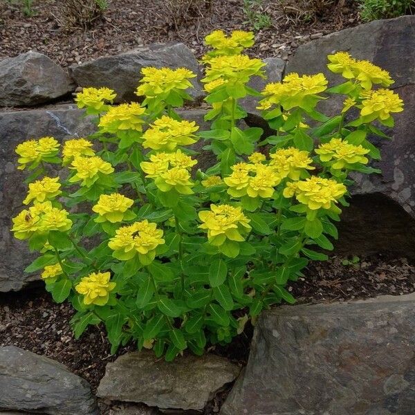 Euphorbia epithymoides Hábitos