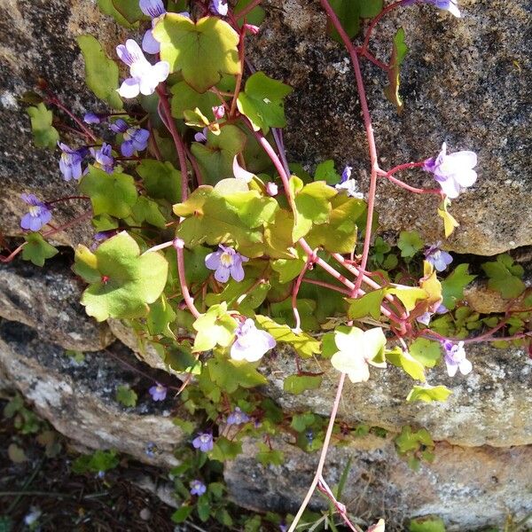 Cymbalaria muralis 整株植物