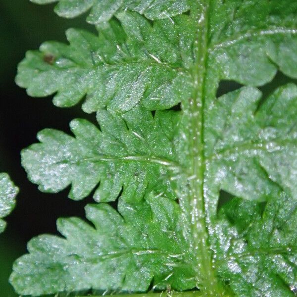 Deparia boryana Leaf