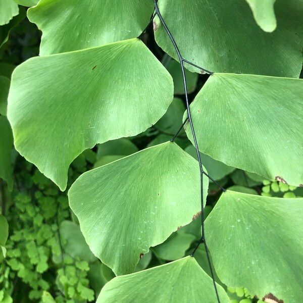 Adiantum peruvianum Leaf