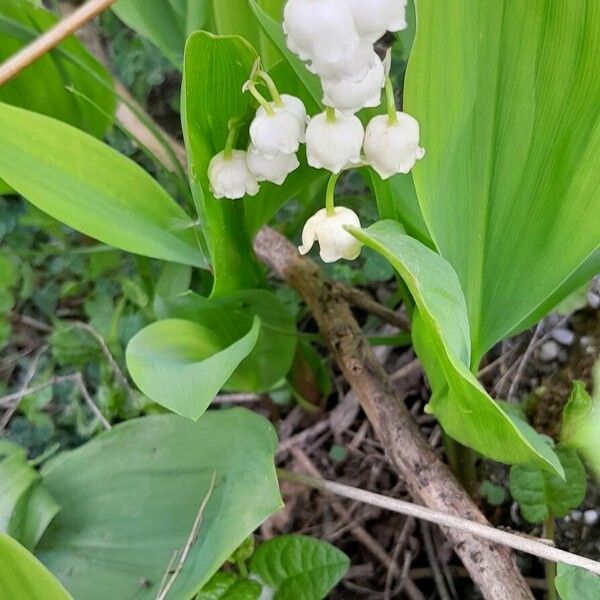 Convallaria majalis Buveinė