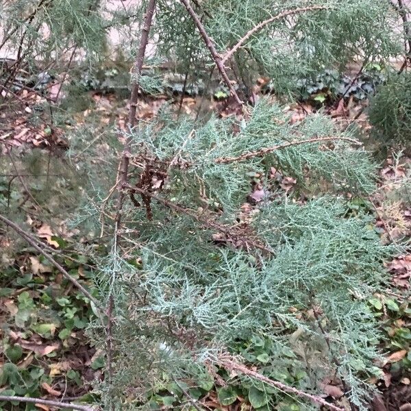 Tamarix canariensis Leaf