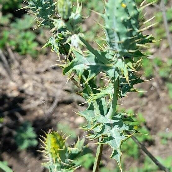 Argemone subfusiformis Fruit