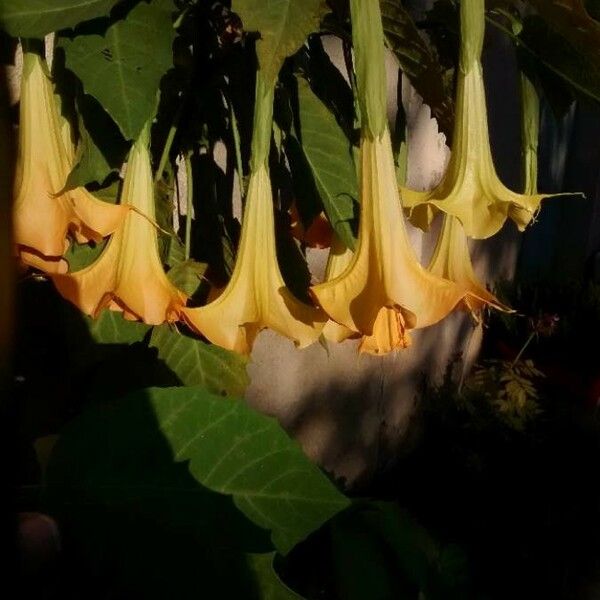 Brugmansia suaveolens Kvet