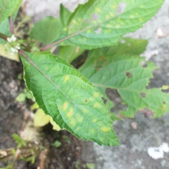 Lycopus virginicus Leaf