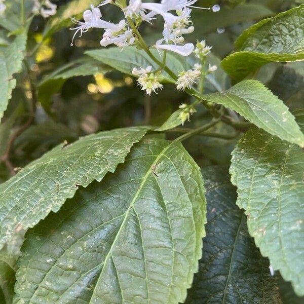 Plectranthus ecklonii برگ