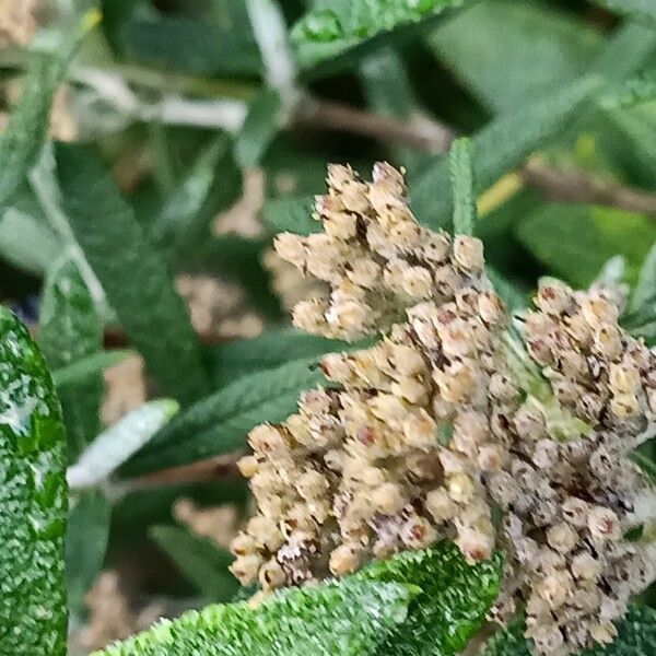 Buddleja loricata Flower