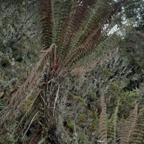 Dicksonia stuebelli Rinde