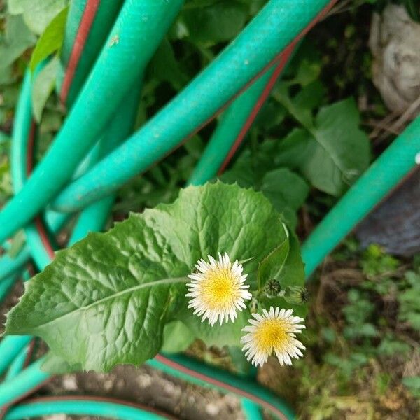 Sonchus oleraceus Flower