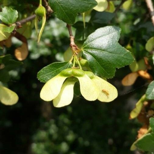 Acer sempervirens Fruit