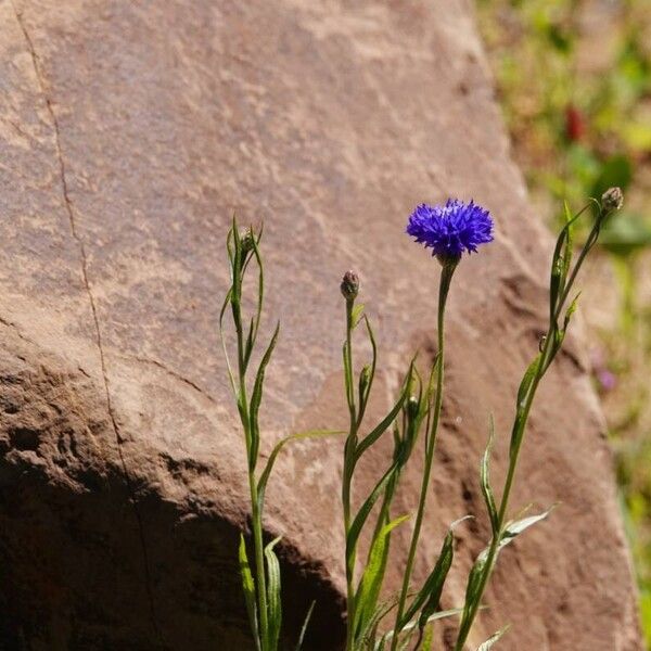 Centaurea cyanus 整株植物