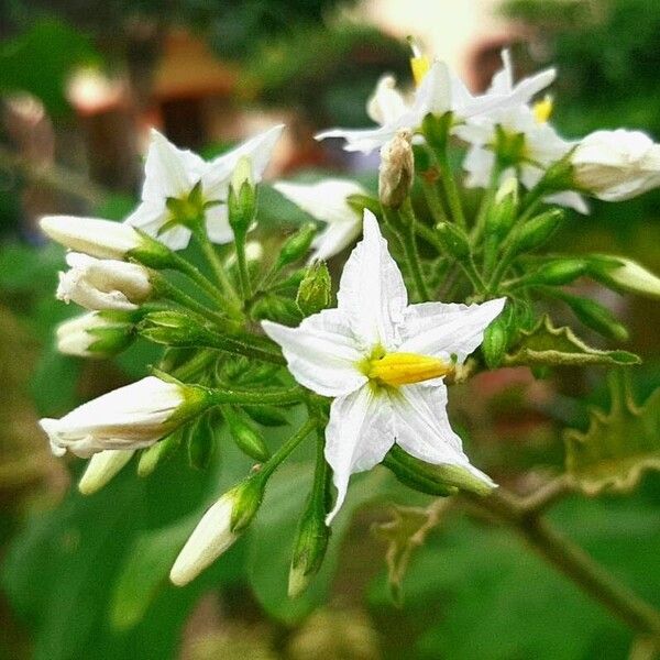 Solanum torvum Virág