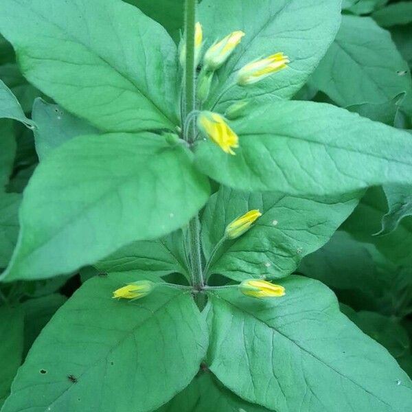 Lysimachia punctata Fuelha