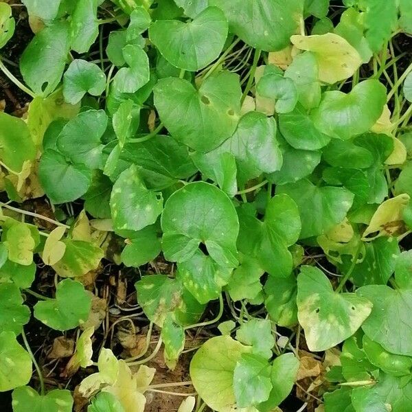 Centella asiatica Hoja