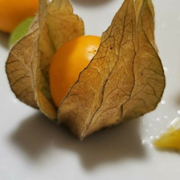 Physalis peruviana Плод