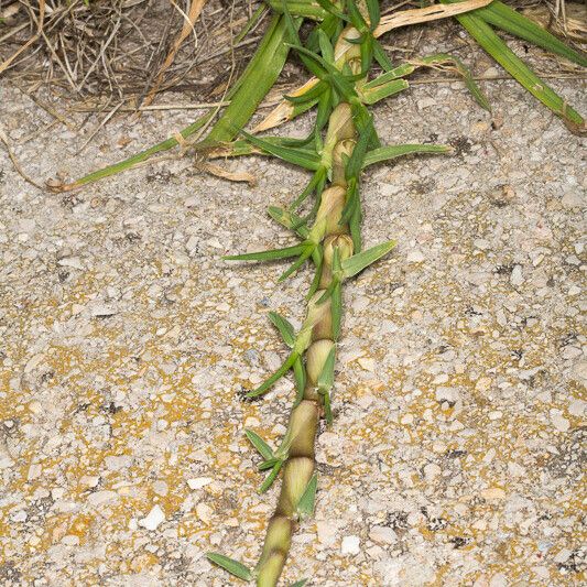 Cenchrus clandestinus Habit