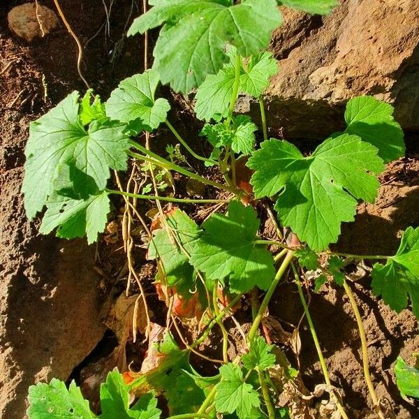 Pelargonium glechomoides Lehti