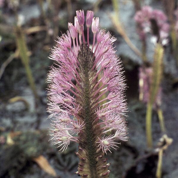 Mourera fluviatilis Cvet