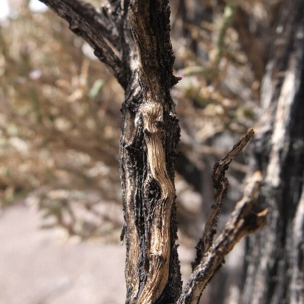 Aloysia deserticola Bark