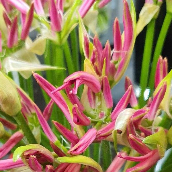 Crinum bulbispermum Blomst