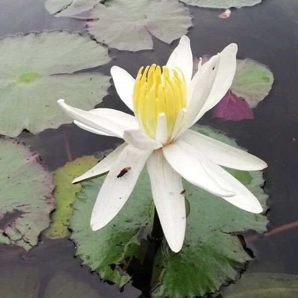 Nymphaea lotus Flor