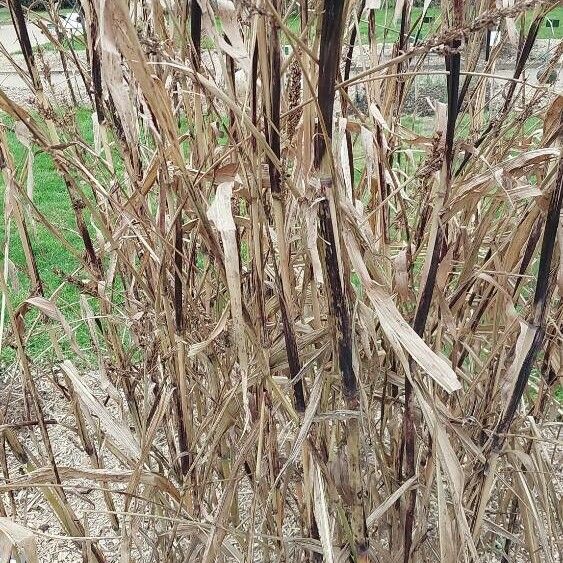 Sorghum bicolor Blatt