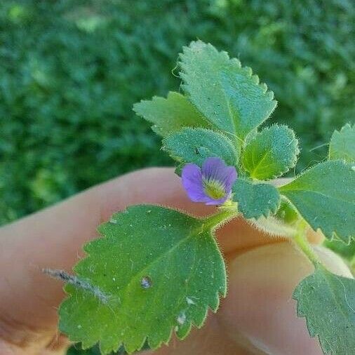 Stemodia verticillata Blüte