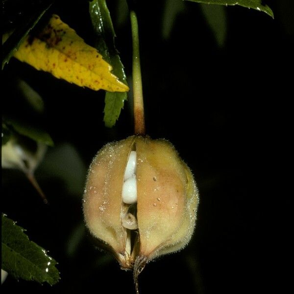 Crinodendron hookerianum Φρούτο