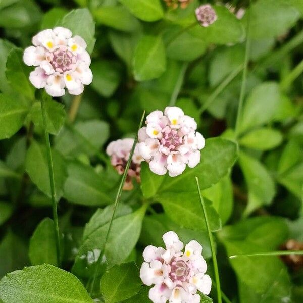 Phyla nodiflora Lorea