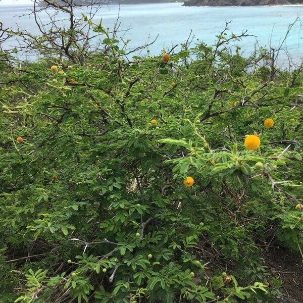 Vachellia tortuosa Blüte