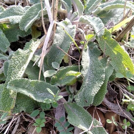 Stachys germanica पत्ता