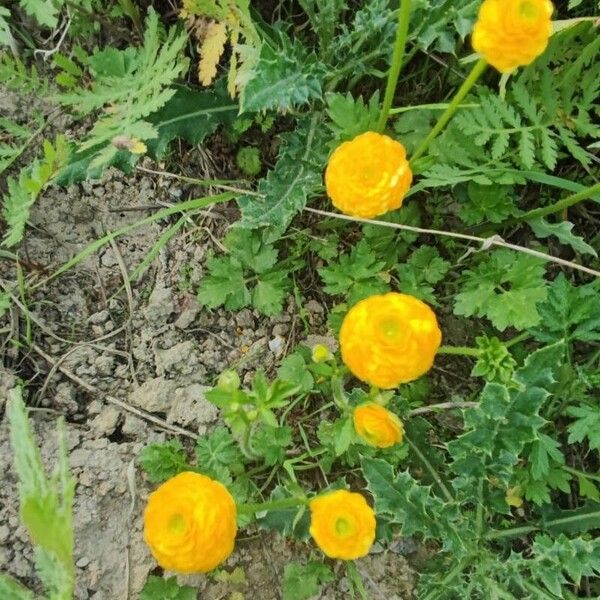 Ranunculus repens Flower